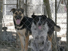 BOB, Hund, Mischlingshund in Bulgarien - Bild 20
