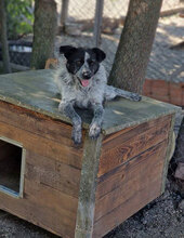 BOB, Hund, Mischlingshund in Bulgarien - Bild 21