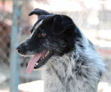 BOB, Hund, Mischlingshund in Bulgarien - Bild 22