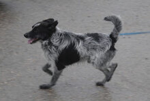 BOB, Hund, Mischlingshund in Bulgarien - Bild 26