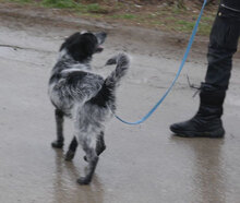 BOB, Hund, Mischlingshund in Bulgarien - Bild 27