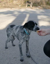 BOB, Hund, Mischlingshund in Bulgarien - Bild 3