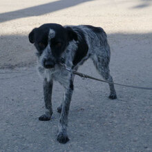 BOB, Hund, Mischlingshund in Bulgarien - Bild 4