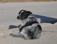 BOB, Hund, Mischlingshund in Bulgarien - Bild 6