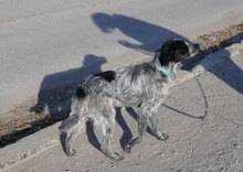 BOB, Hund, Mischlingshund in Bulgarien - Bild 7