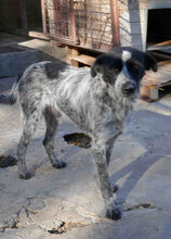 BOB, Hund, Mischlingshund in Bulgarien - Bild 8