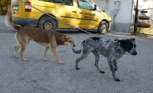 BOB, Hund, Mischlingshund in Bulgarien - Bild 9
