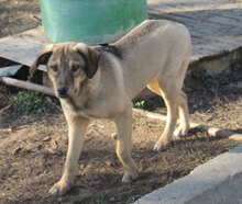 NACHOS, Hund, Mischlingshund in Bulgarien - Bild 1