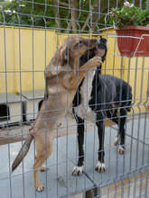 NACHOS, Hund, Mischlingshund in Bulgarien - Bild 10