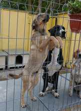 NACHOS, Hund, Mischlingshund in Bulgarien - Bild 11