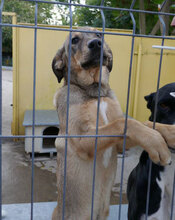 NACHOS, Hund, Mischlingshund in Bulgarien - Bild 12