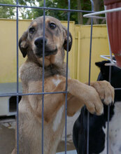 NACHOS, Hund, Mischlingshund in Bulgarien - Bild 13