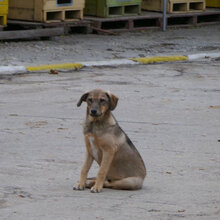 NACHOS, Hund, Mischlingshund in Bulgarien - Bild 15