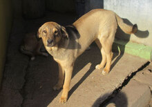 NACHOS, Hund, Mischlingshund in Bulgarien - Bild 2