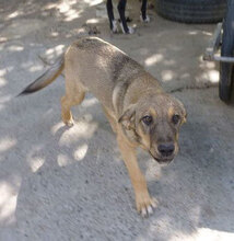 NACHOS, Hund, Mischlingshund in Bulgarien - Bild 3