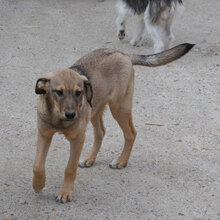 NACHOS, Hund, Mischlingshund in Bulgarien - Bild 4