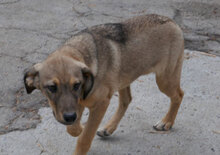 NACHOS, Hund, Mischlingshund in Bulgarien - Bild 5