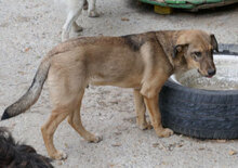 NACHOS, Hund, Mischlingshund in Bulgarien - Bild 6