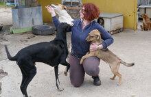 NACHOS, Hund, Mischlingshund in Bulgarien - Bild 7