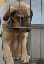 NACHOS, Hund, Mischlingshund in Bulgarien - Bild 8
