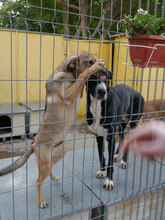 NACHOS, Hund, Mischlingshund in Bulgarien - Bild 9