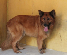 RAPOSO, Hund, Deutscher Schäferhund-Mix in Portugal - Bild 1