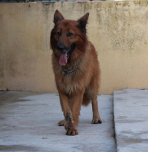 RAPOSO, Hund, Deutscher Schäferhund-Mix in Portugal - Bild 2