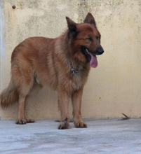 RAPOSO, Hund, Deutscher Schäferhund-Mix in Portugal - Bild 3