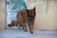 RAPOSO, Hund, Deutscher Schäferhund-Mix in Portugal - Bild 5