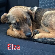 ELZA, Hund, Mischlingshund in Bulgarien - Bild 1