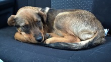 ELZA, Hund, Mischlingshund in Bulgarien - Bild 3