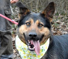 BETINA, Hund, Mischlingshund in Slowakische Republik - Bild 1