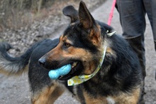 BETINA, Hund, Mischlingshund in Slowakische Republik - Bild 10