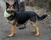 BETINA, Hund, Mischlingshund in Slowakische Republik - Bild 11