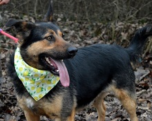 BETINA, Hund, Mischlingshund in Slowakische Republik - Bild 2