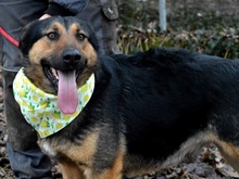 BETINA, Hund, Mischlingshund in Slowakische Republik - Bild 3