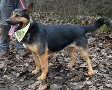 BETINA, Hund, Mischlingshund in Slowakische Republik - Bild 4