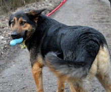 BETINA, Hund, Mischlingshund in Slowakische Republik - Bild 5