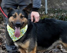 BETINA, Hund, Mischlingshund in Slowakische Republik - Bild 6