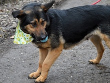 BETINA, Hund, Mischlingshund in Slowakische Republik - Bild 7