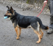 BETINA, Hund, Mischlingshund in Slowakische Republik - Bild 8