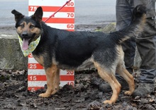 BETINA, Hund, Mischlingshund in Slowakische Republik - Bild 9