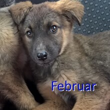 FEBRUAR, Hund, Mischlingshund in Bulgarien - Bild 1