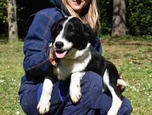 PETRISSA, Hund, Mischlingshund in Italien - Bild 5