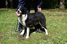 PETRISSA, Hund, Mischlingshund in Italien - Bild 7