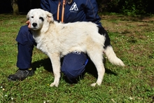 PEEKE, Hund, Mischlingshund in Italien - Bild 3