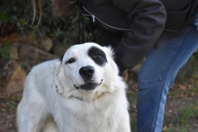 PATTIE, Hund, Mischlingshund in Italien - Bild 1