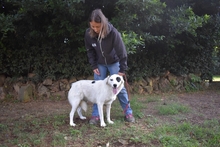 PATTIE, Hund, Mischlingshund in Italien - Bild 11