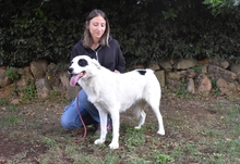 PATTIE, Hund, Mischlingshund in Italien - Bild 2