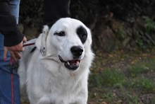 PATTIE, Hund, Mischlingshund in Italien - Bild 4